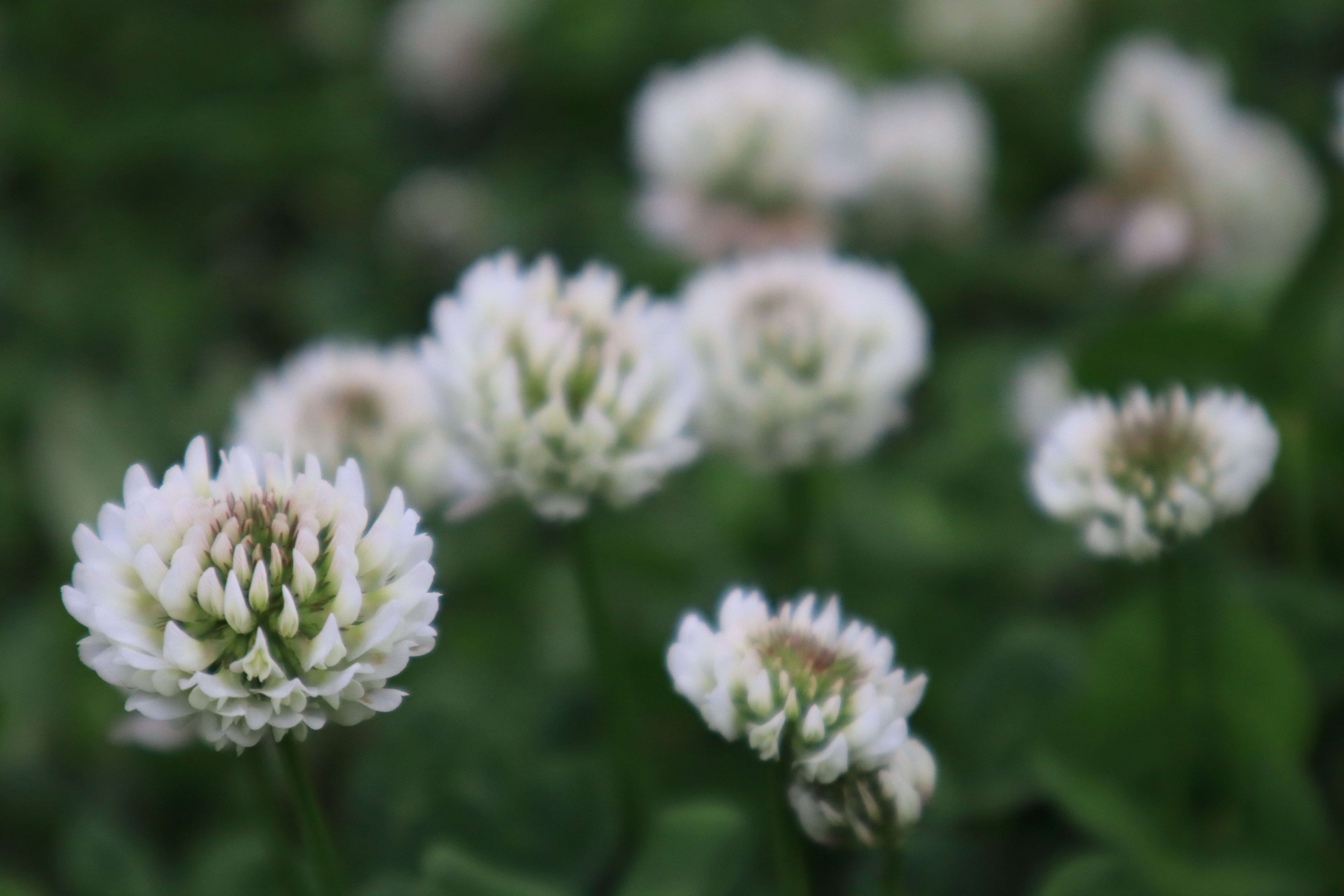 White meadow flowers